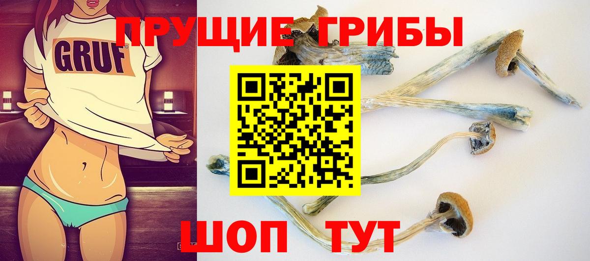 Кизляр  Галлюциногенные грибы Psilocybine cubensis  Вход с VPN 